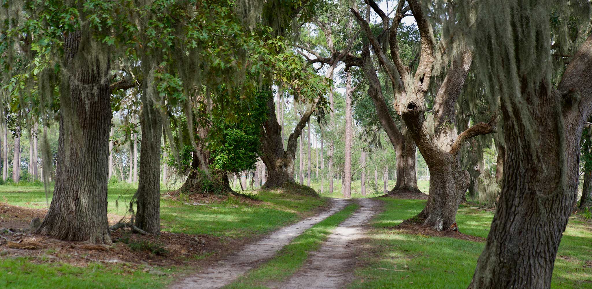 A gravel road between oak trees.